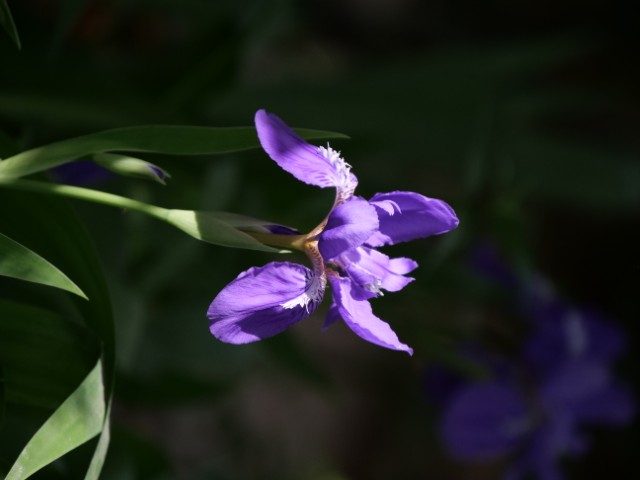 SaoJiaFei 微信